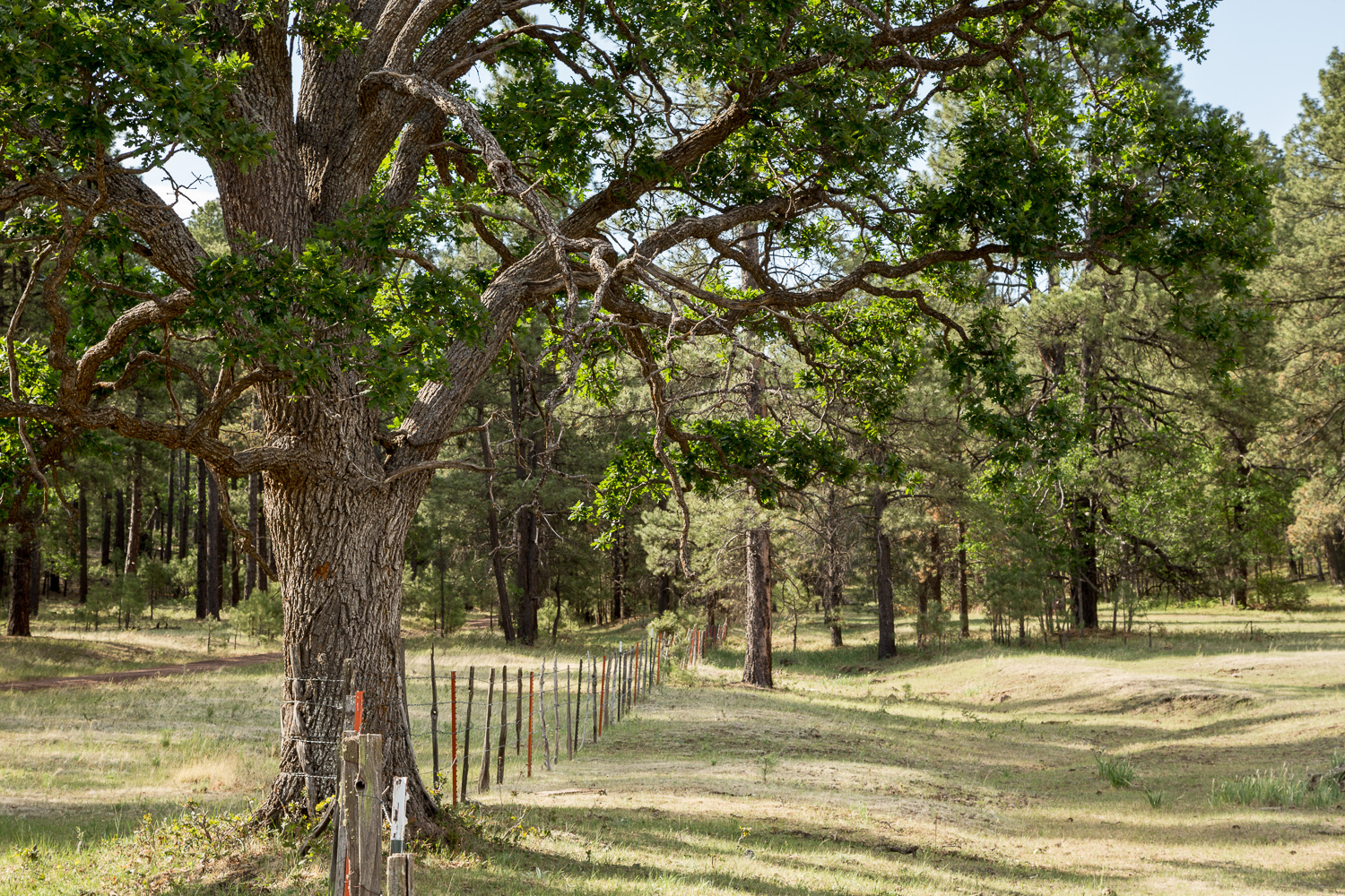 treeoverhang_IR.jpg