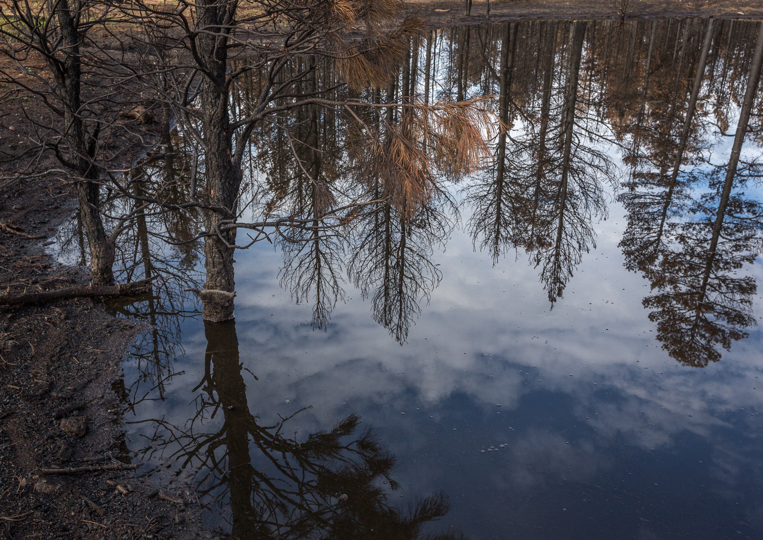 burnt needles_IR.jpg