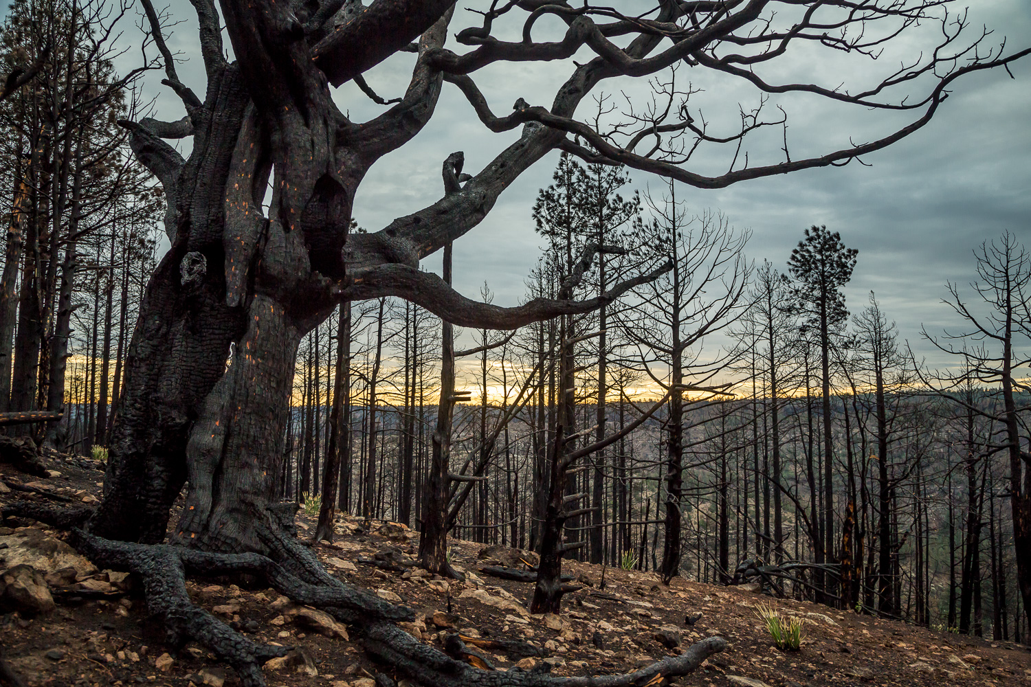 charcoal tinder_IR.jpg