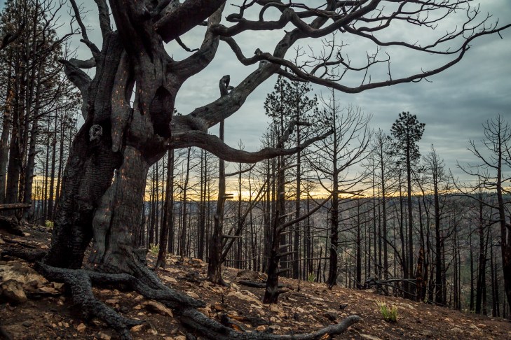 charcoal tinder_IR.jpg