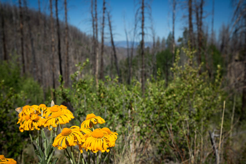 daisyfire hort_IR.jpg