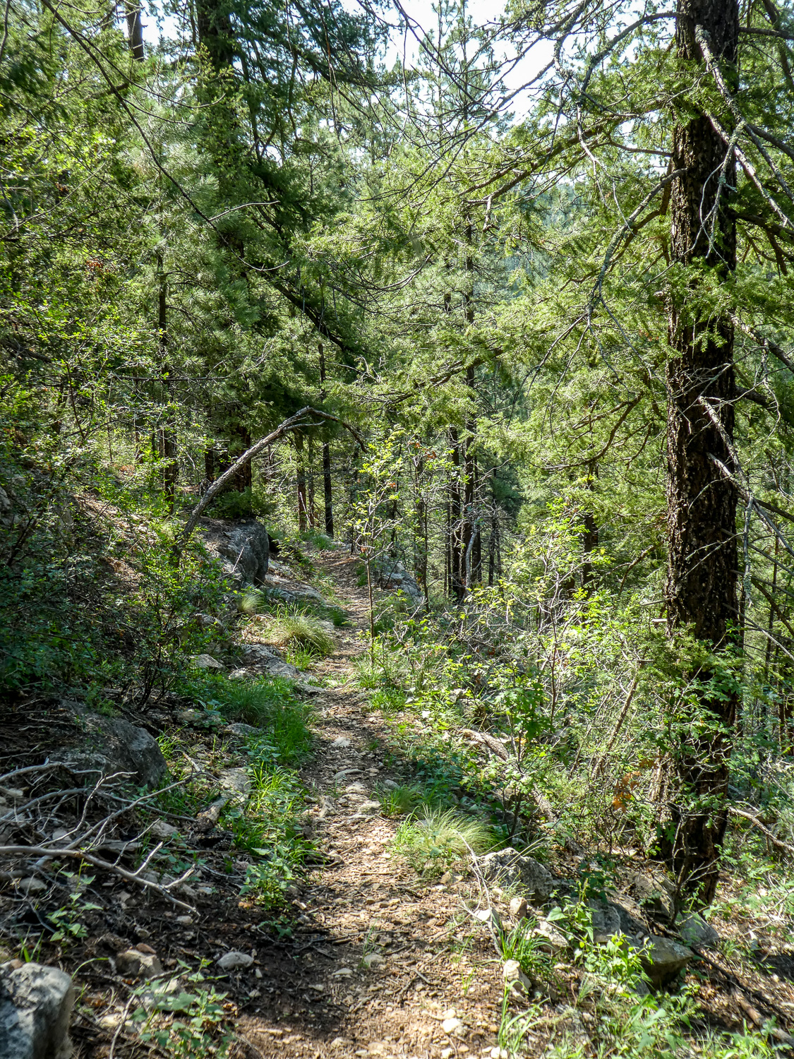 treedpath_IR.jpg
