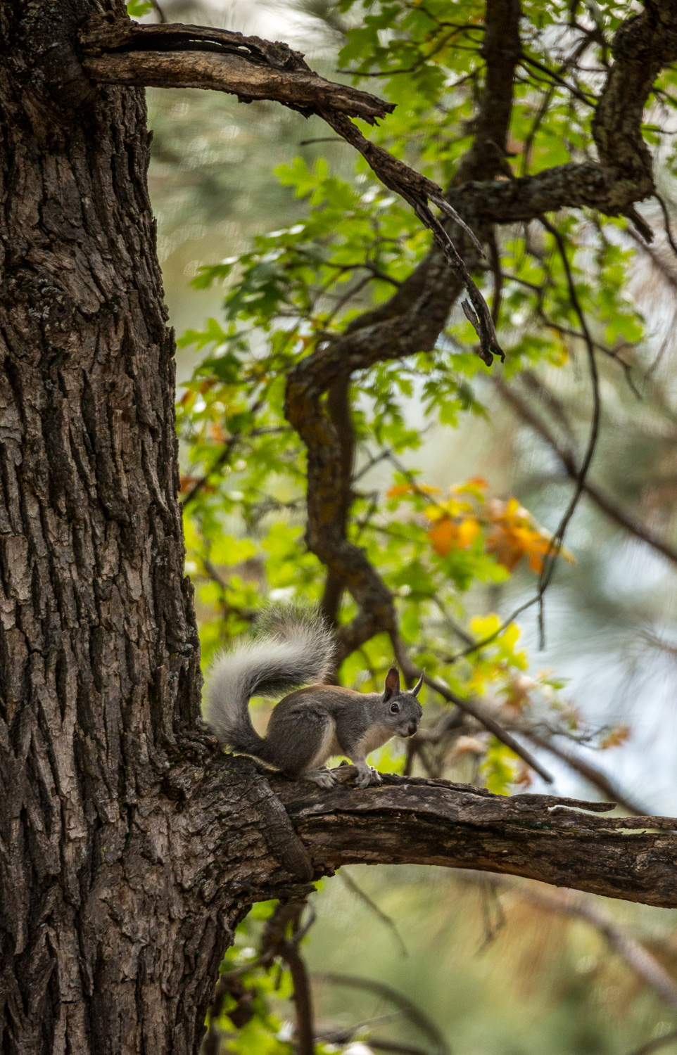 fallsquirrelvert_IR.jpg