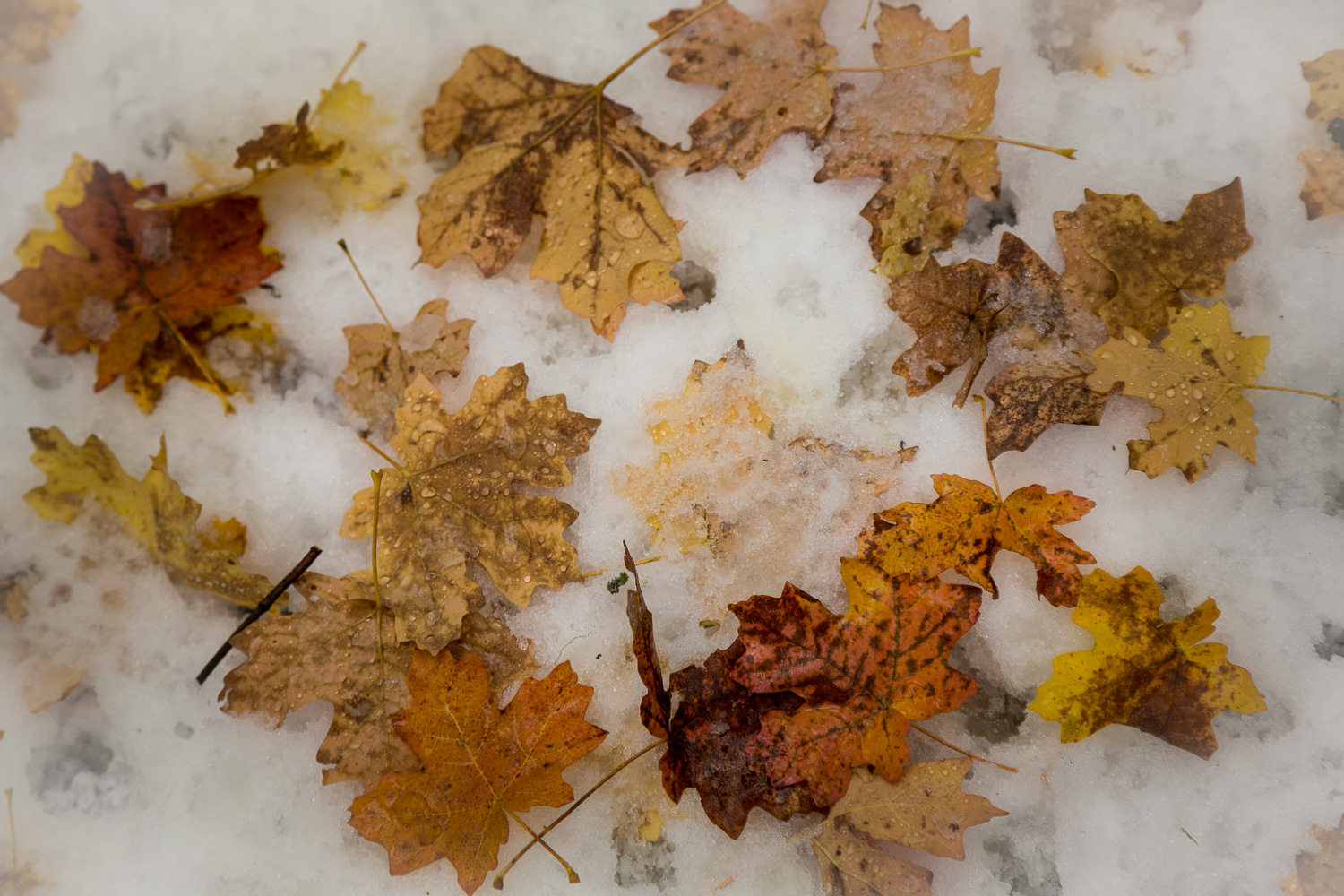 Maple Snow_IR.jpg