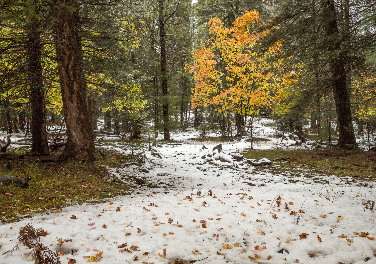 SnowPath_IR.jpg
