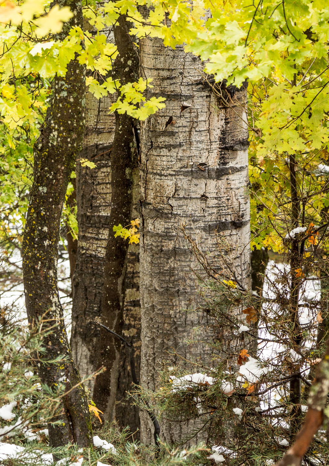 TexturedTrunks_IR.jpg