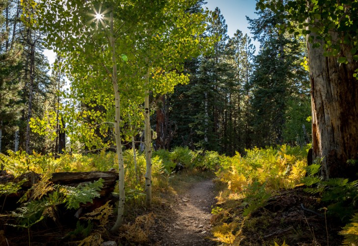 widforss trail star_IR.jpg