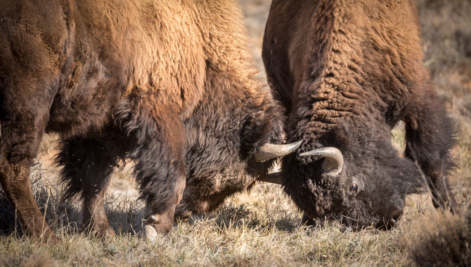 Bison Charge_IR.jpg