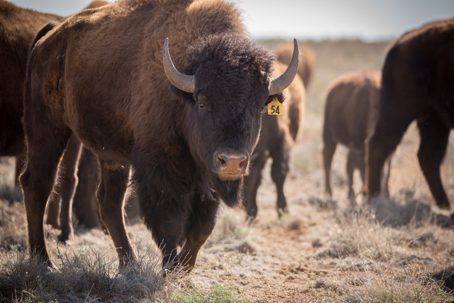 bison54_IR.jpg