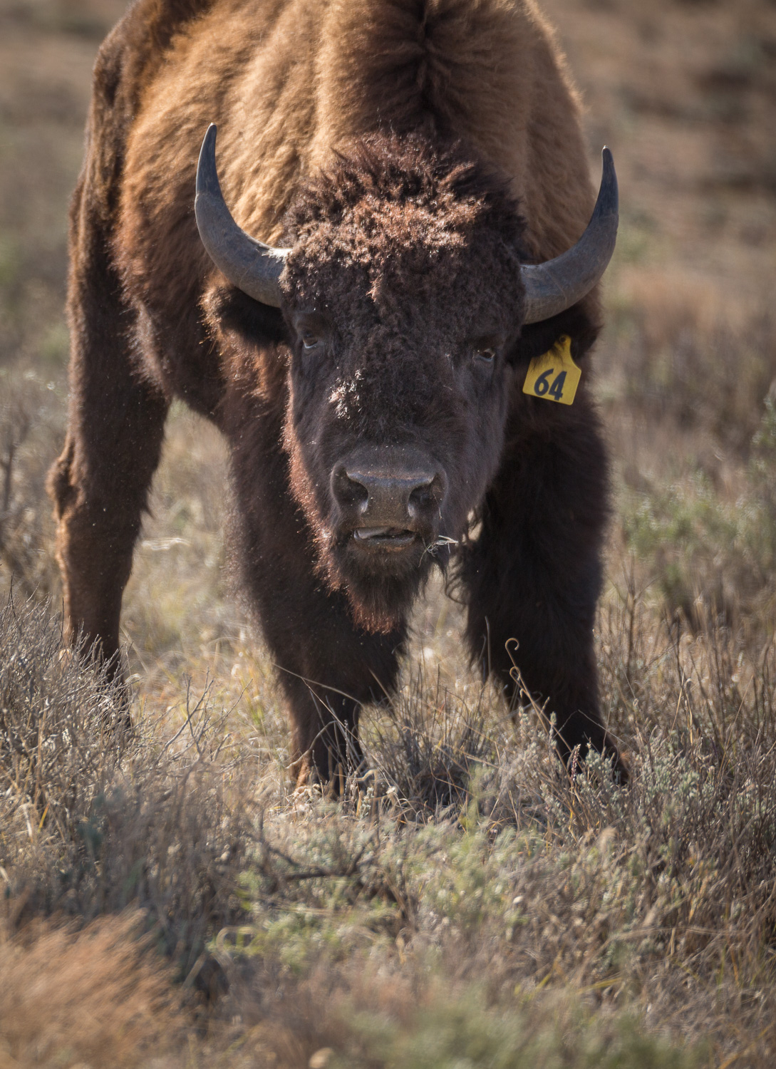 bison64 vert_IR.jpg