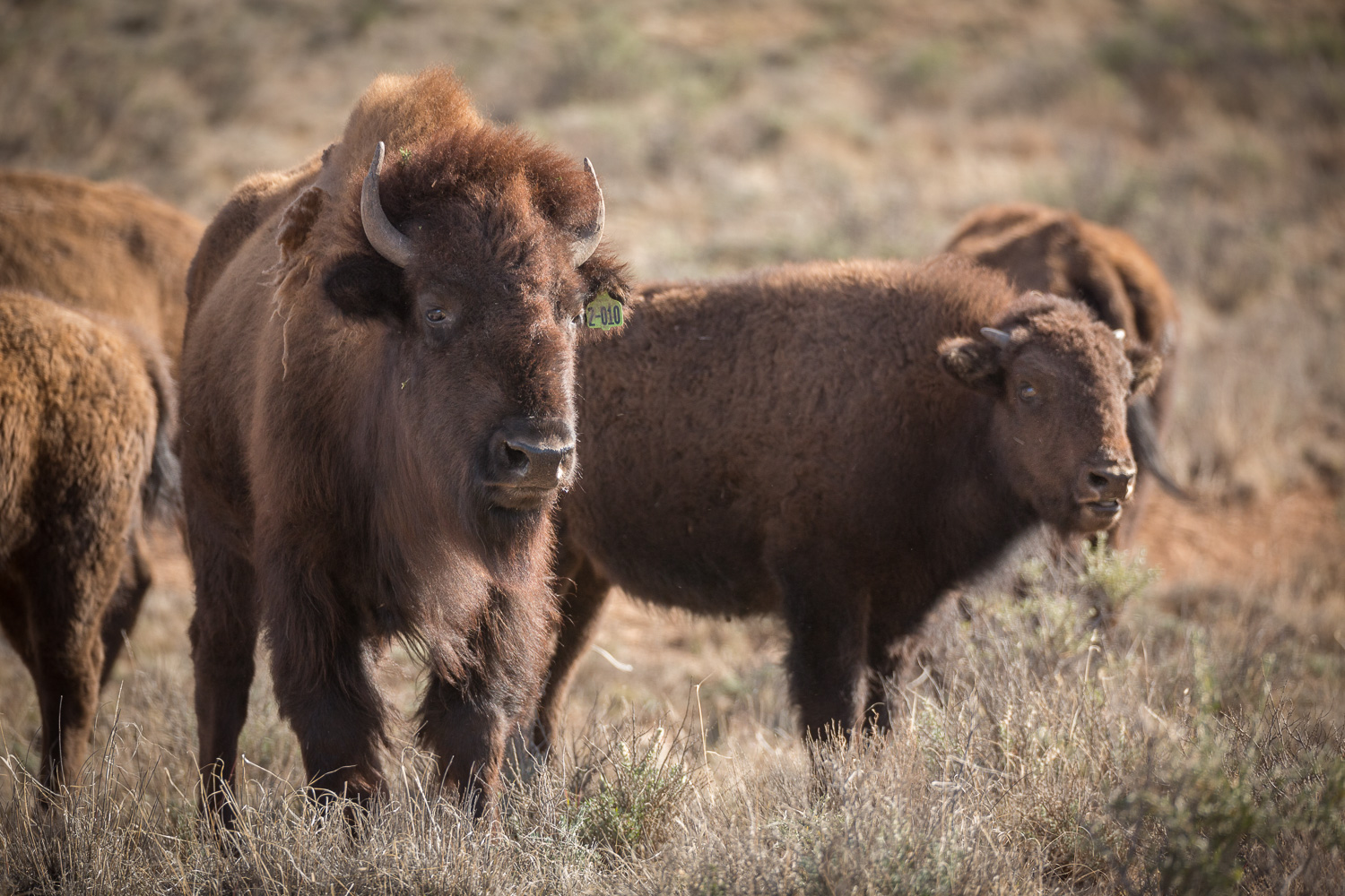 bisonbaby_IR.jpg