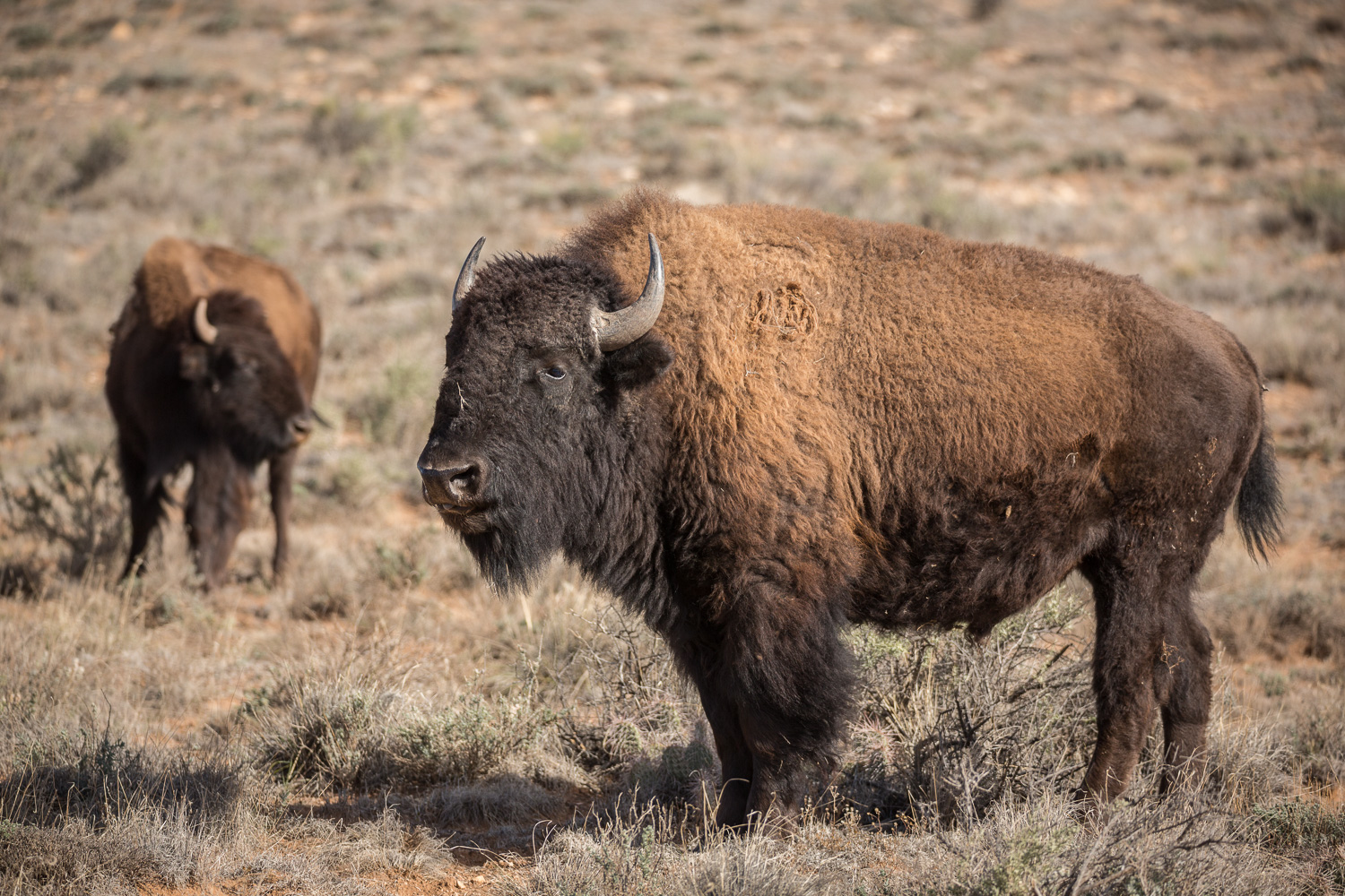 Bisonfield_IR.jpg
