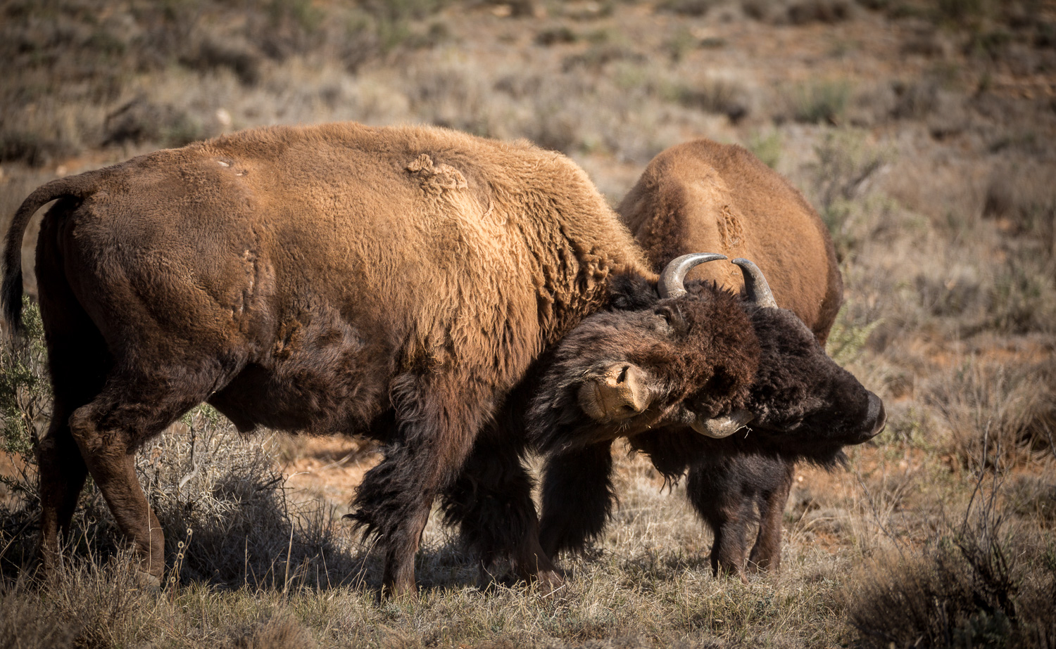 bisonhorn_IR.jpg