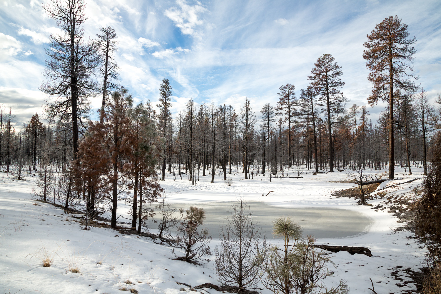 _40A1528_IR.jpg