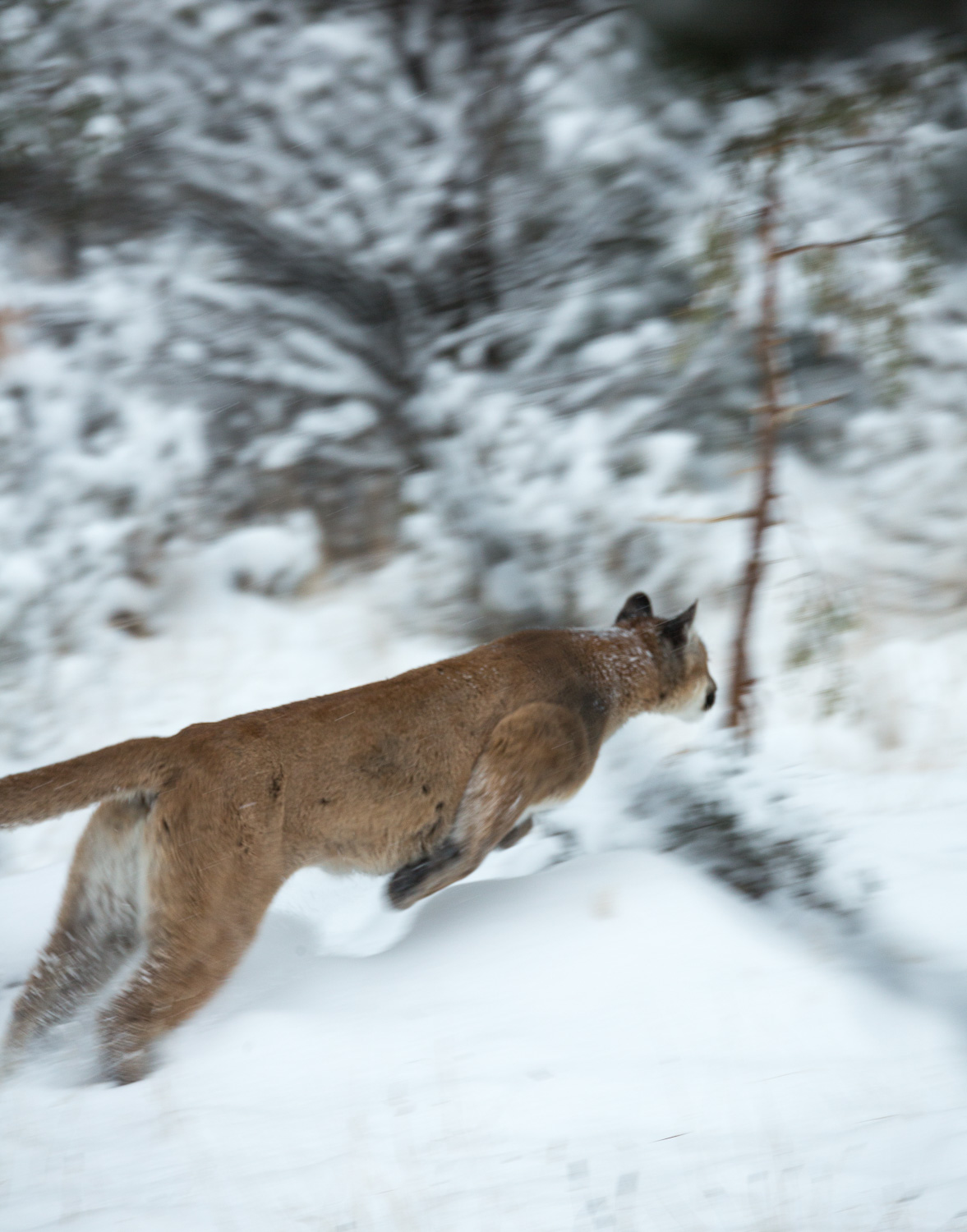 MountainLion Leap_IR.jpg