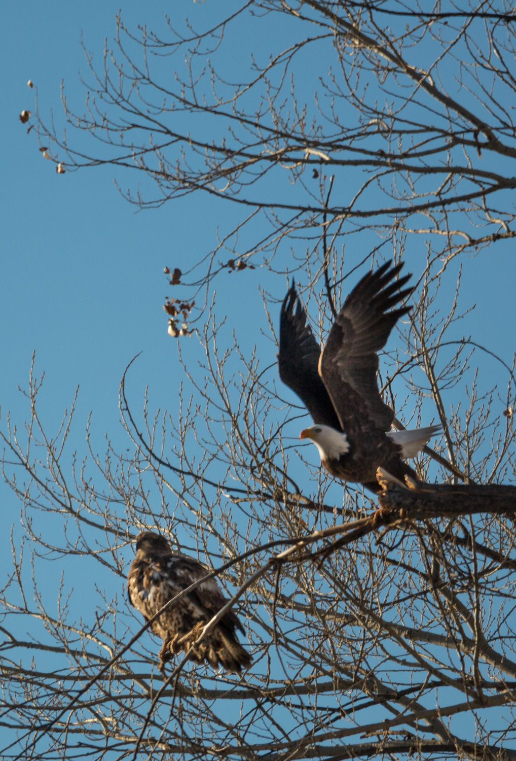 Eagle Fly_IR.jpg