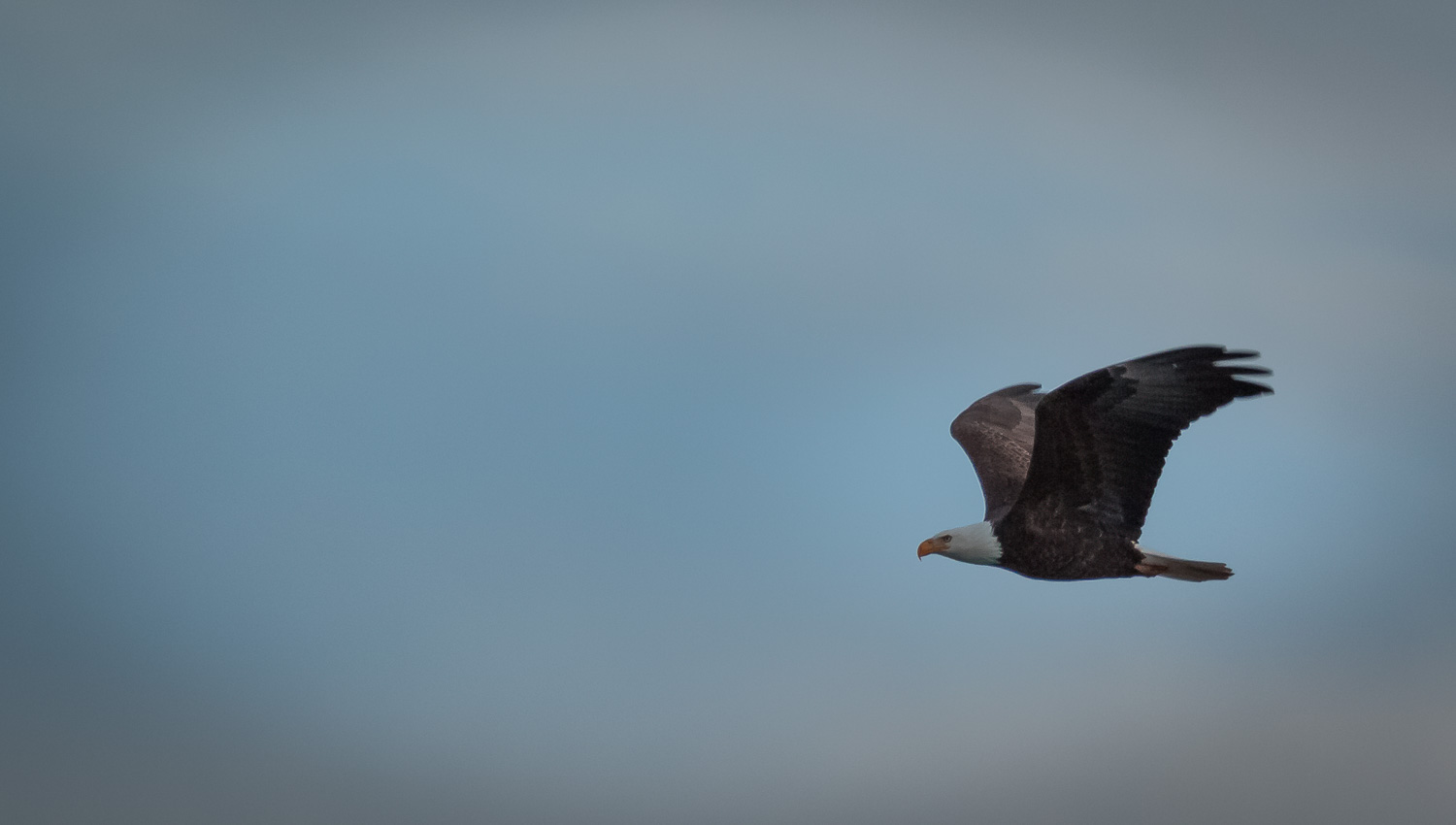 eagleflight_IR.jpg