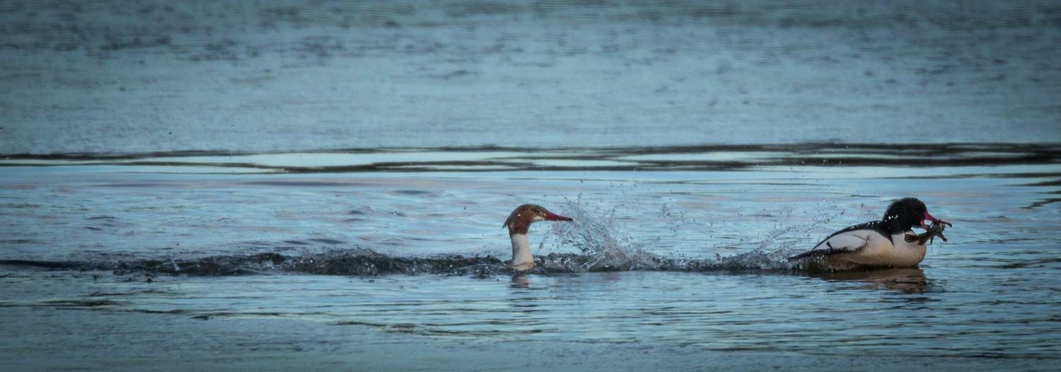 Merganser Chase_IR.jpg