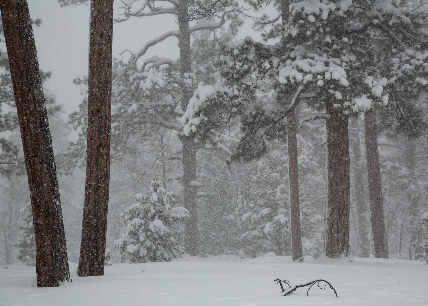 sno pines_IR.jpg