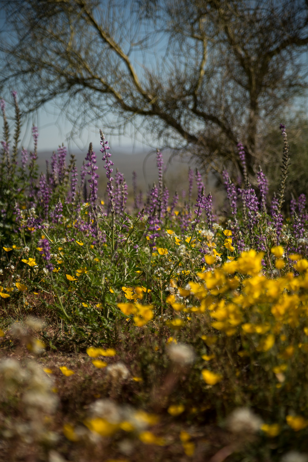 _40A7561_IR.jpg