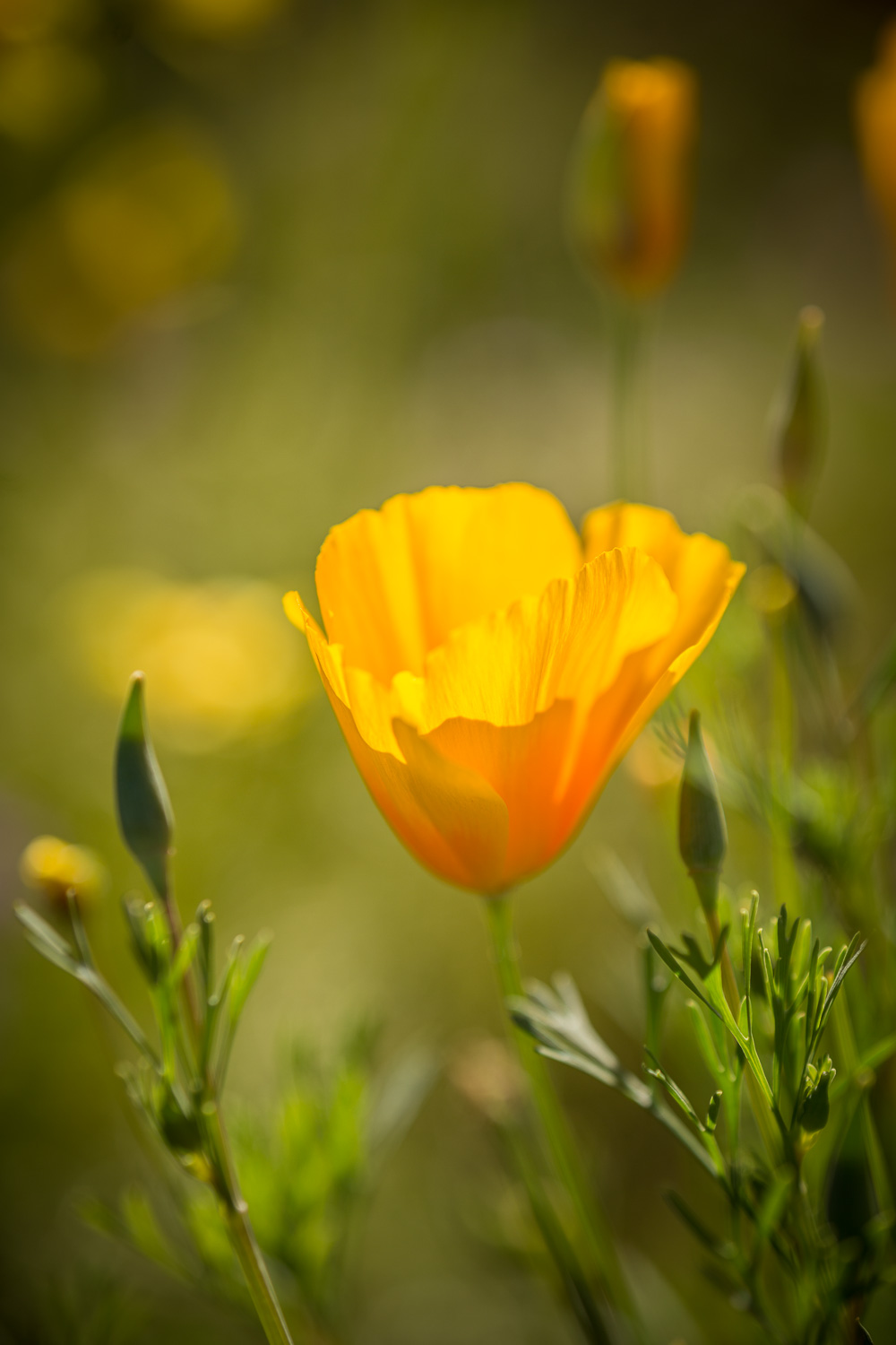 _40A9061_IR.jpg