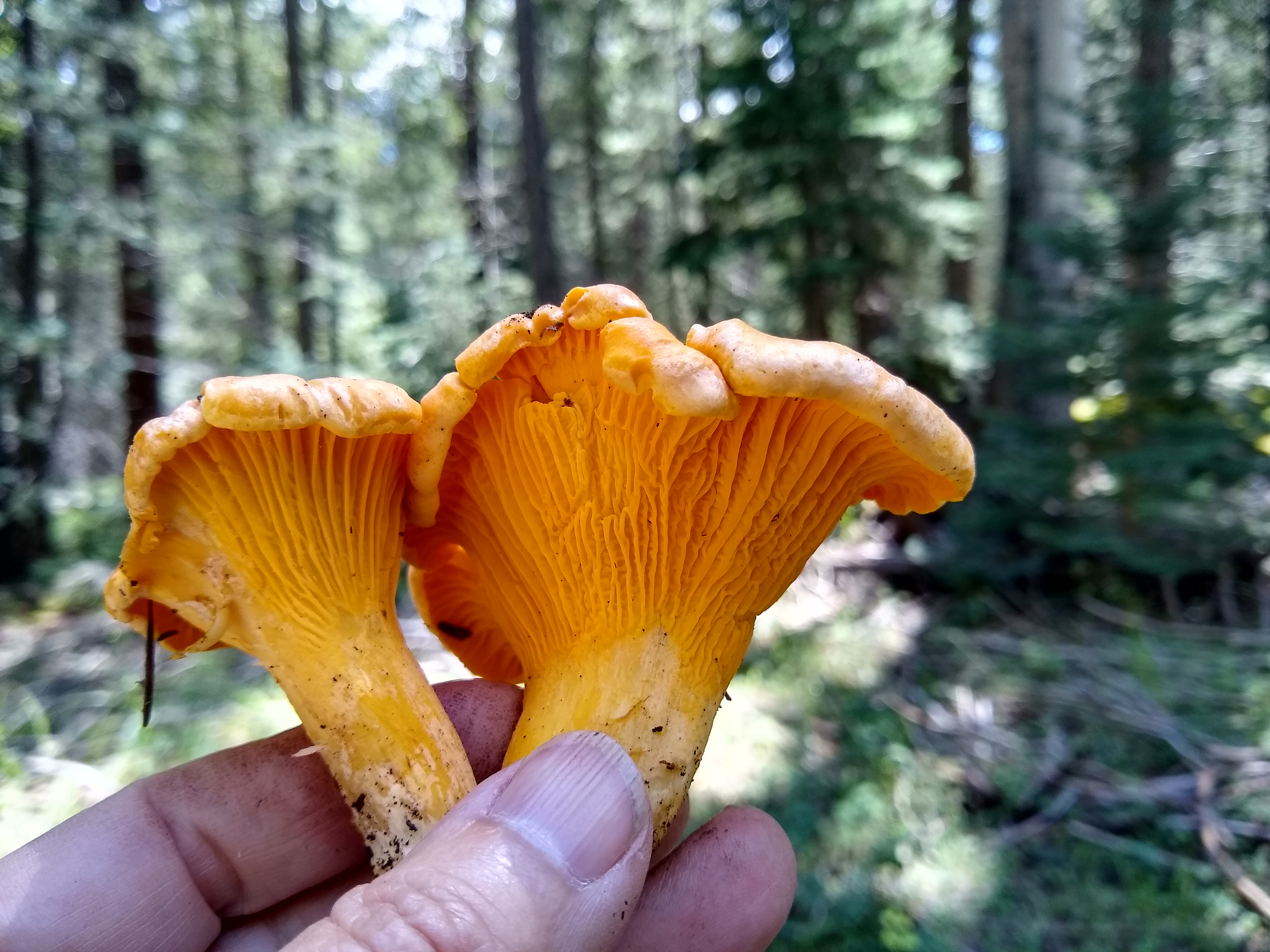 IMG_20190816_113442732_HDR.jpg