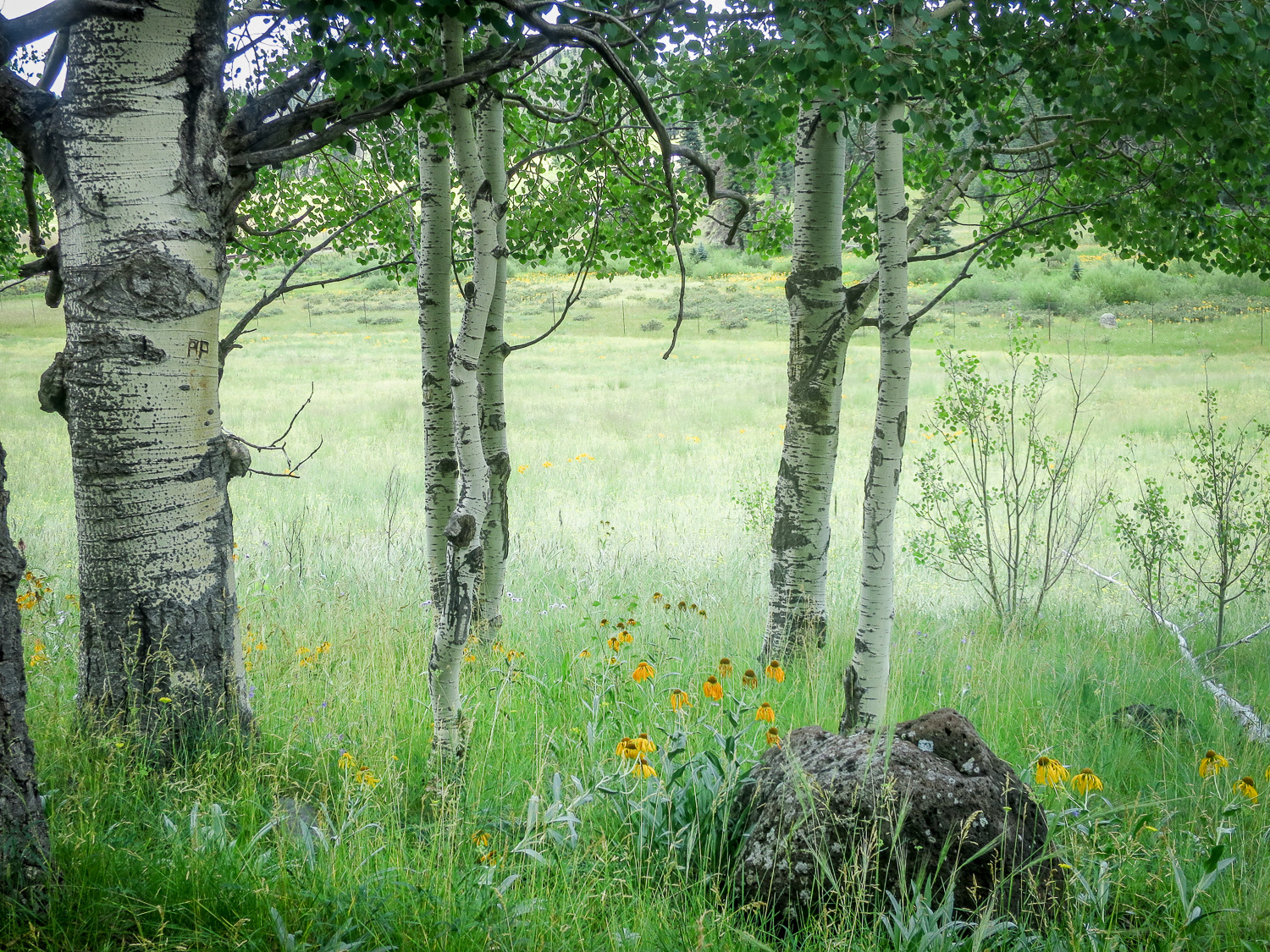IMG_9106_IR.jpg
