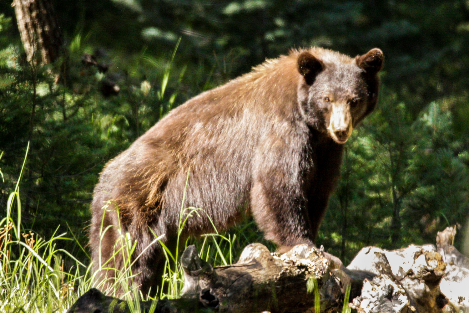 bearpose_IR.jpg