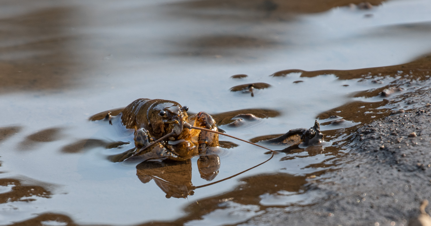 crawdad1_IR.jpg