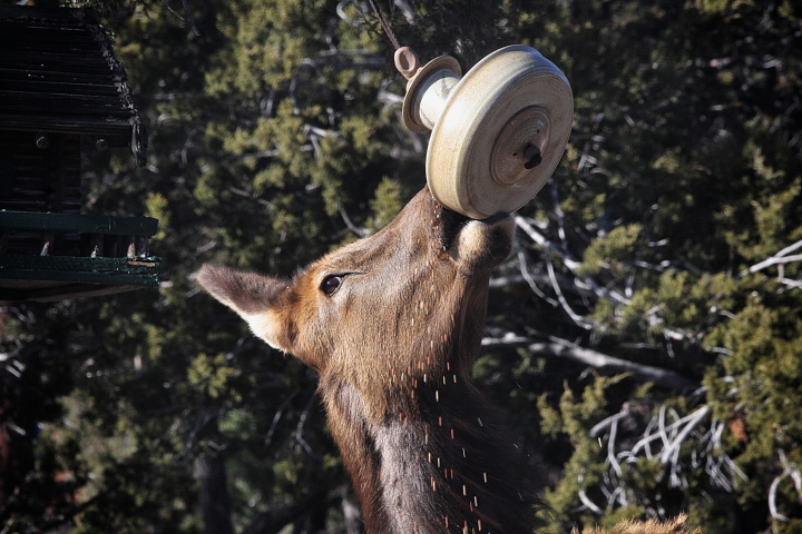 elk feedi.JPG