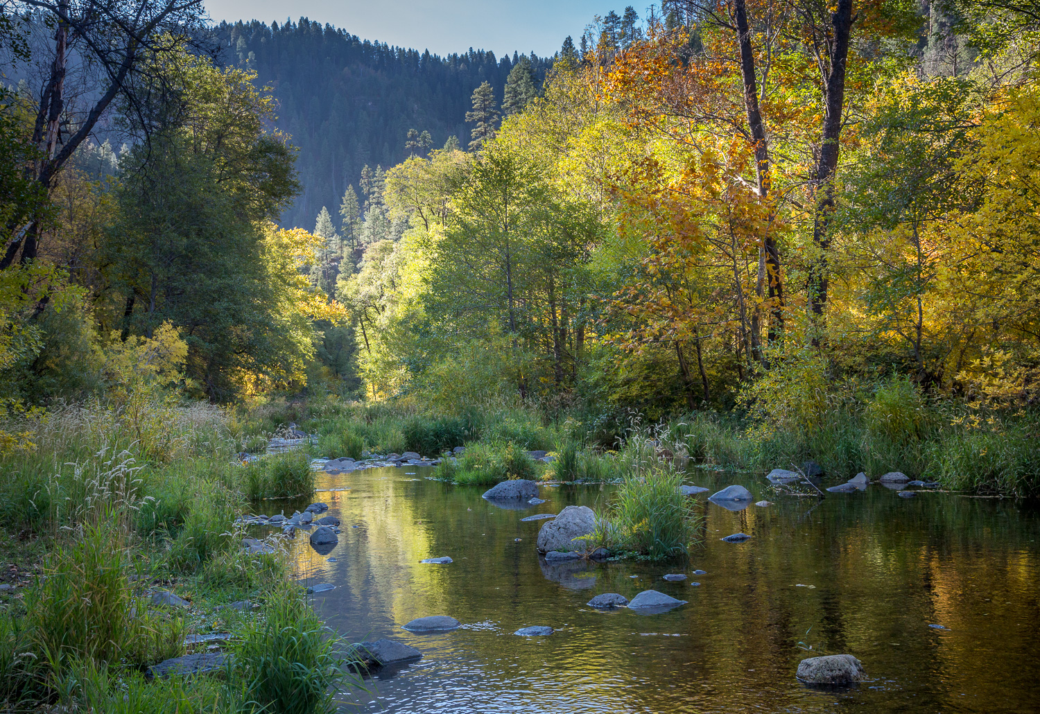 Fall Glow_IR.jpg