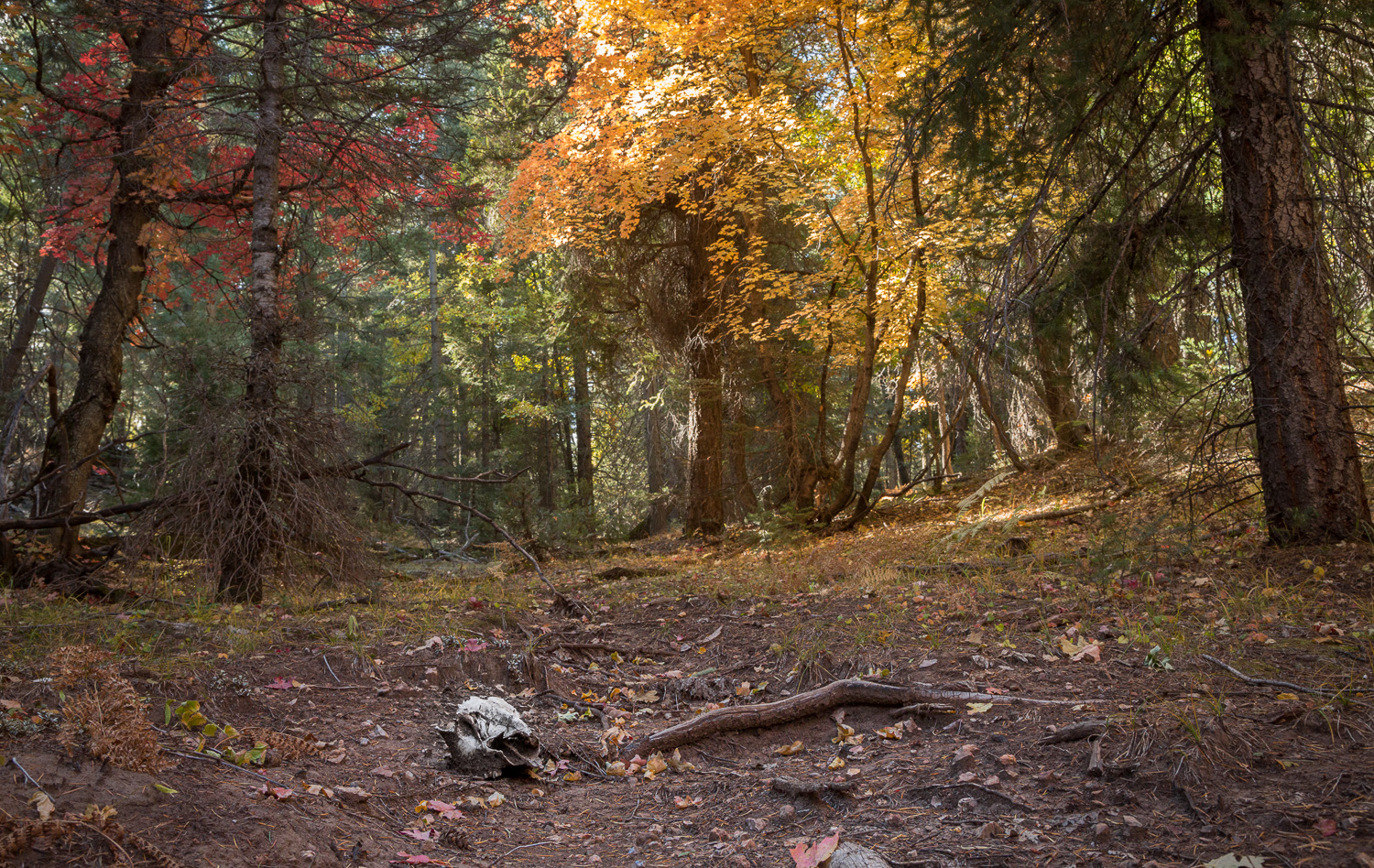 Hallowed ground_IR.jpg