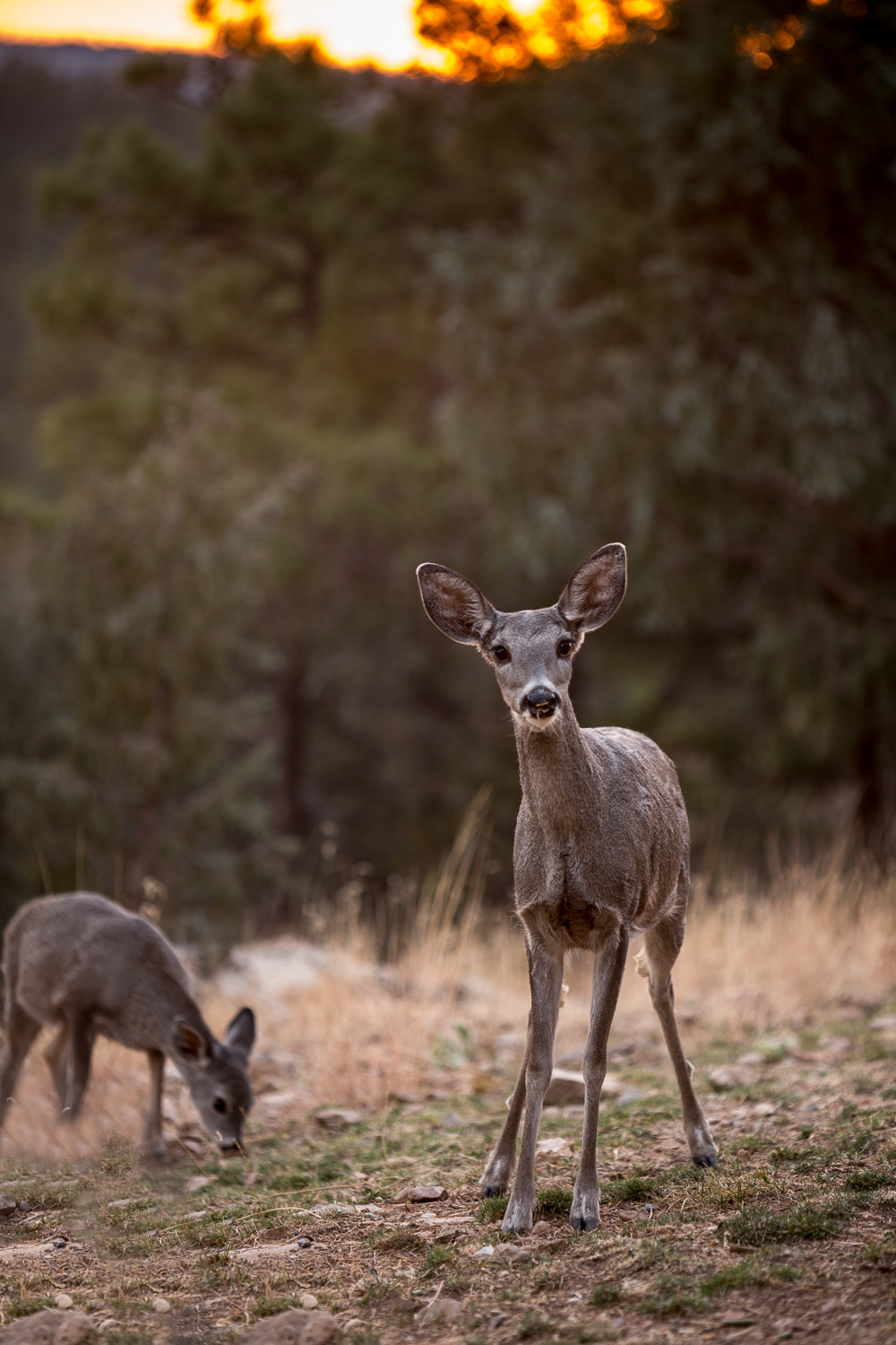 momby firevert-Edit_IR.jpg