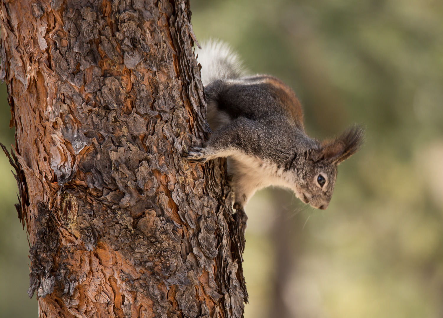 red tree turn_IR.jpg