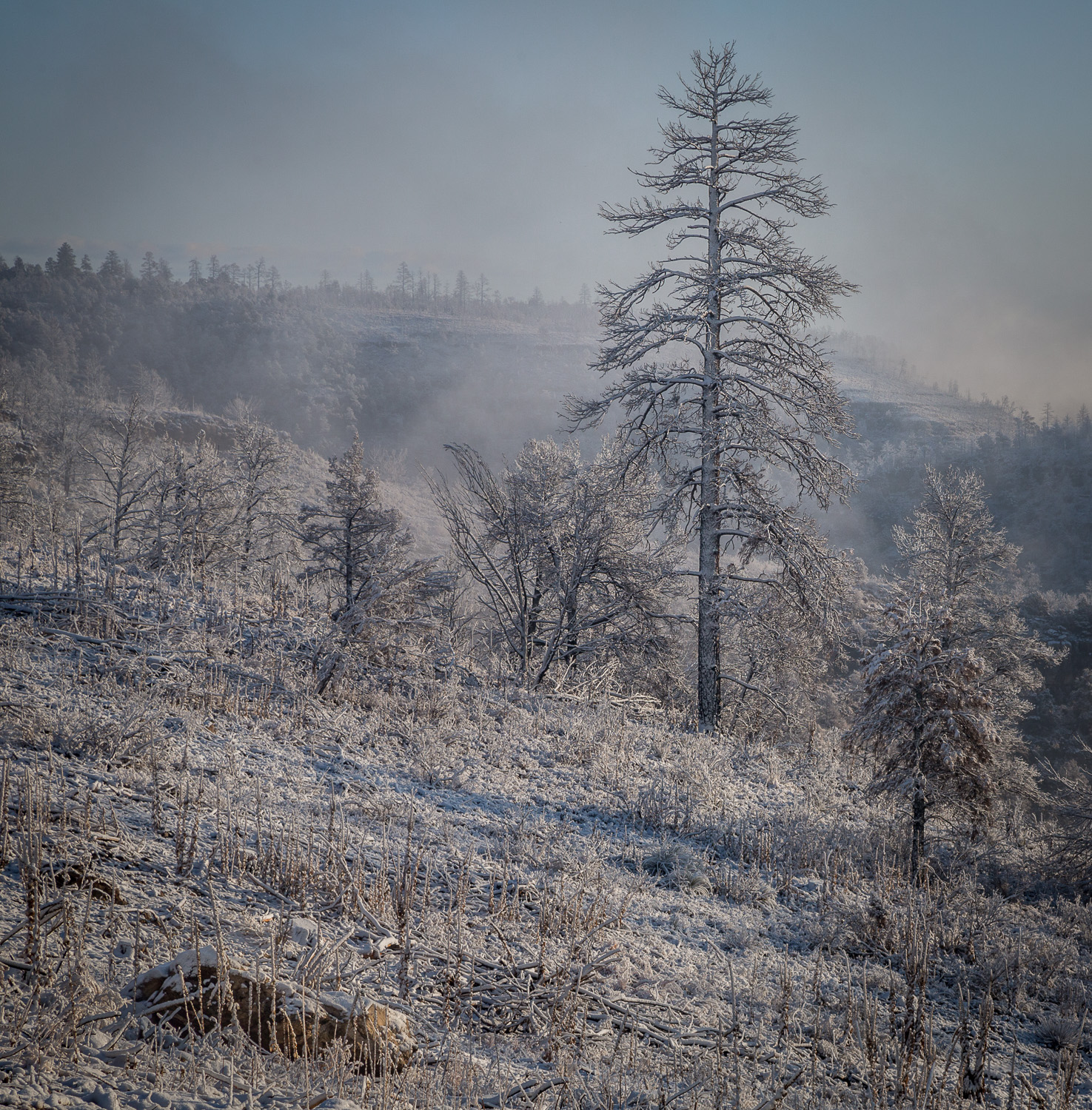 snow skel_IR.jpg