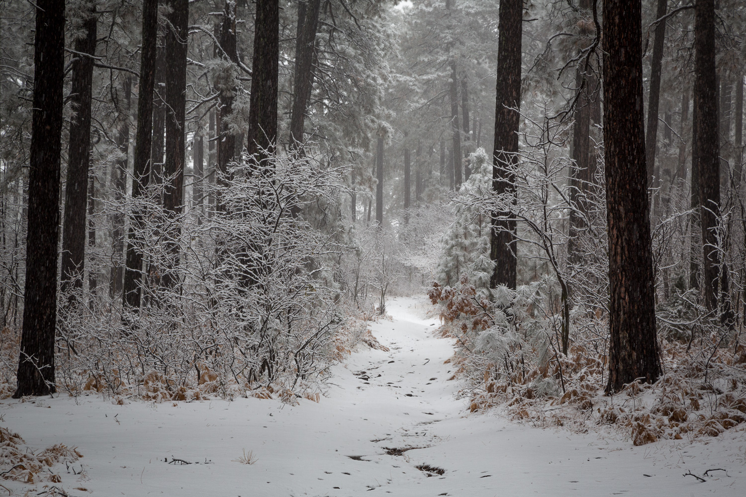 snowytrail_IR.jpg