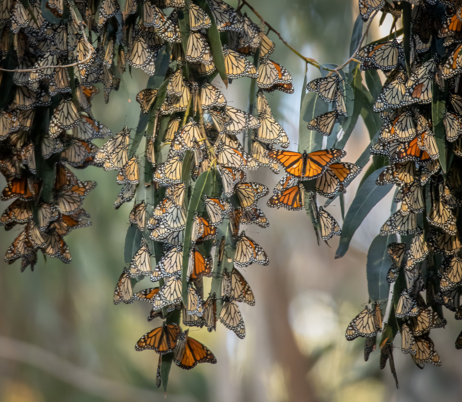 Butterfly Bridge_IR.jpg