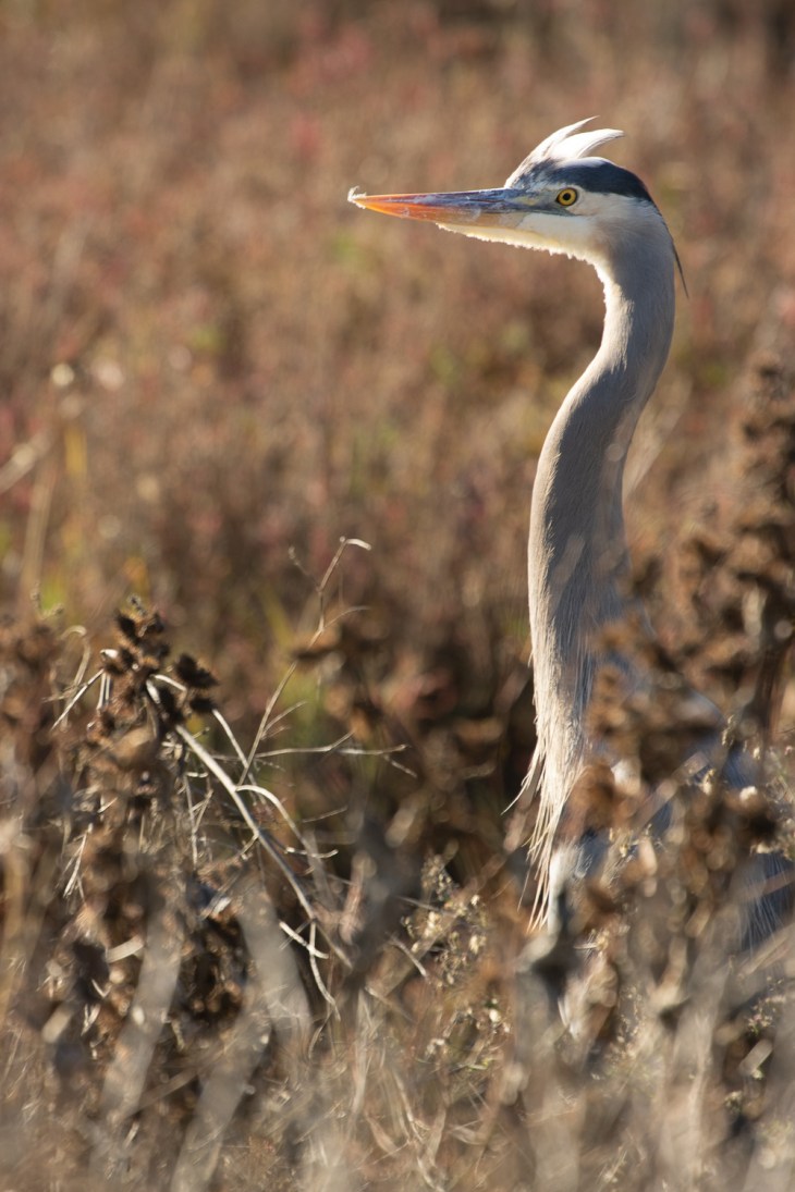 Heron Cranes_IR.jpg