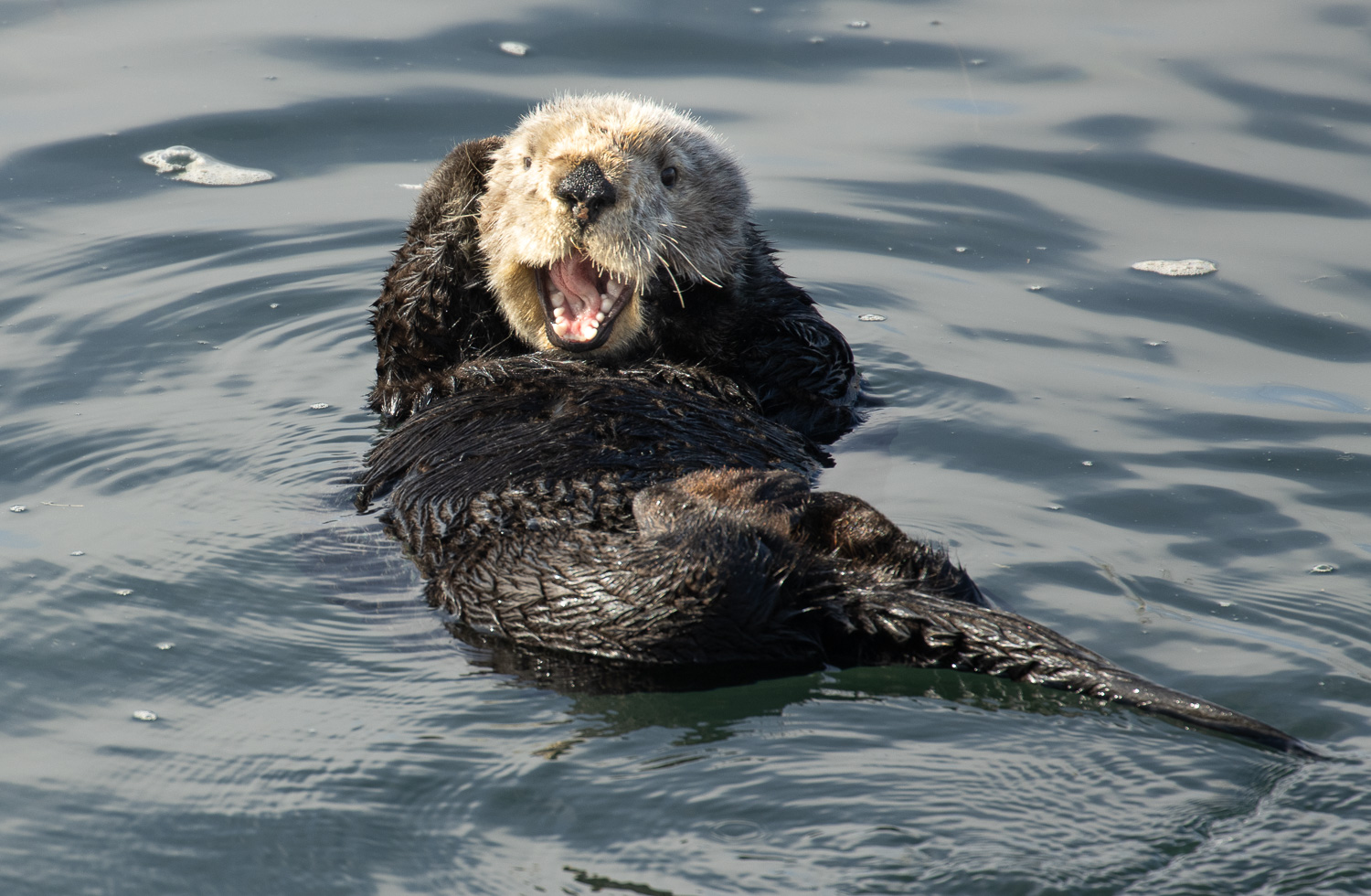 Sayotter_IR.jpg
