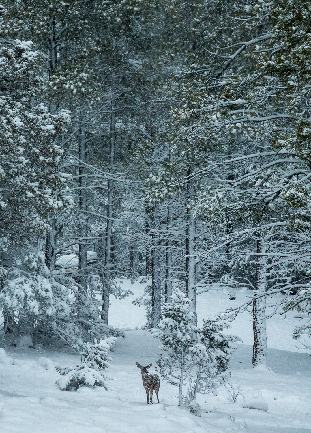_40A7919_IR.jpg