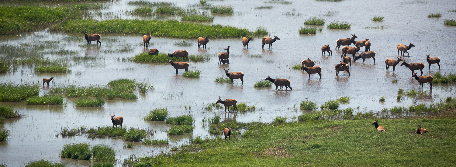 morman lake elk pool_IR_IR.jpg