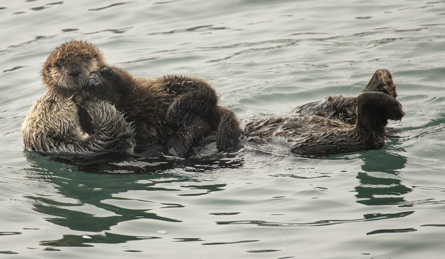 Sea Paws_IR.jpg