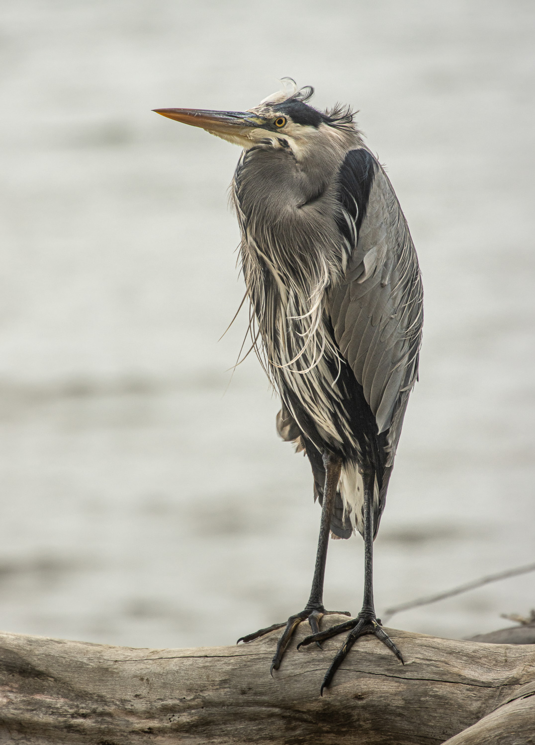 Wide Eyed Blue_IR.jpg