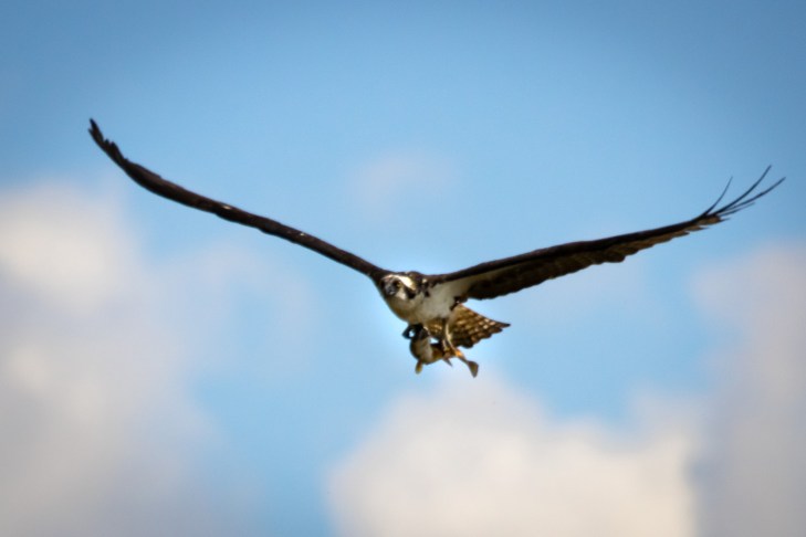 osprey fish